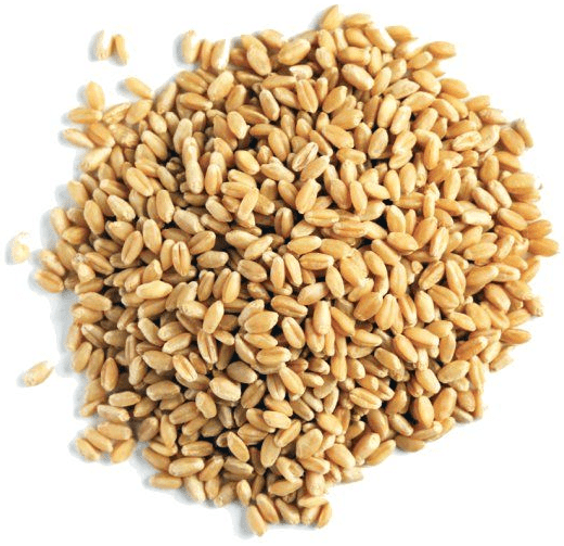 Пшеница семена состав сухие семена образует
